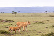 female lioness and her cub running through the savannah on safari in the Masai Mara in Kenya