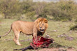 Lion with a fresh kill in the masai mara, kenya