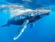 wild whale underwater, mammal animal