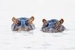 High Key of two hippopotamus in the Chobe River between Botswana and Namibia