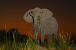 Elephant just after sunset with an orange sky as a backdrop at the Chobe River between Botswana and Namibia