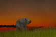 Elephant just after sunset with an orange sky as a backdrop at the Chobe River between Botswana and Namibia