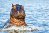 Fototapeta Zwierzęta - Hippopotamus in the Chobe River on the border between Botswana and Namibia. An aggressive hippo shows dominant behaviour.   