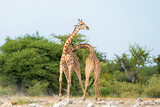 Fototapeta Zwierzęta - Giraffe males fighting at waterhole Klein Namutoni in Etosha National Park in Namibia