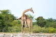 Giraffe males fighting at waterhole Klein Namutoni in Etosha National Park in Namibia
