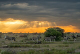 Fototapeta Zwierzęta - Zebra and Wildbeest togheter at sunset with an orange horizon with sunbeams under a dark sky of an approaching thunderstorm in Etosha National Park in Namibia