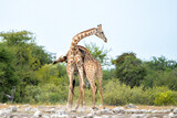 Fototapeta Sawanna - Giraffe males fighting at waterhole Klein Namutoni in Etosha National Park in Namibia