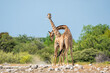 Giraffe males fighting at waterhole Klein Namutoni in Etosha National Park in Namibia