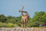Fototapeta Sawanna - Giraffe males fighting at waterhole Klein Namutoni in Etosha National Park in Namibia