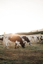 Kühe Bei Sonnenaufgang, Grasen Auf Einer Bergwiese, Fleckvieh