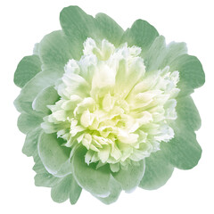 Wall Mural - Light  green  peony flower  on a white isolated background with clipping path. Closeup. For design. Nature.