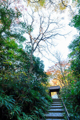 Wall Mural - 瑞泉寺山門に至る険しい参道石段。
鬱蒼とした林の中を登ってゆく。

日本国神奈川県鎌倉市にて。
2021年12月19日撮影。

二階堂にある瑞泉寺。
鎌倉時代1327年創建。
鎌倉でも随一の花の寺、紅葉の寺として有名。
境内は日本国の史跡に指定され、庭園は日本国の名勝となっている。日本国の重要文化財の坐像なども多くある。
Steep stone steps leading up to the Zu