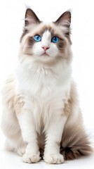 Wall Mural - A fluffy white cat with blue eyes is sitting on a white background