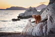 A white dog and a brown dog stand on rugged seaside rocks as the sunset paints the sky over distant mountains