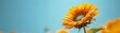 In a close-up shot, a vibrant sunflower with detailed textures stands against a blue sky backdrop, symbolizing summer and happiness.
