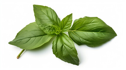 Basil leaf transparent background, no shadow сreated with Generative Ai