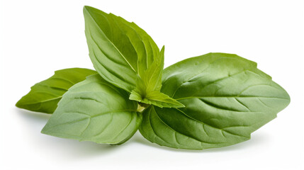 Basil leaf transparent background, no shadow сreated with Generative Ai