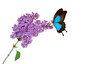bright tropical Ulysses butterfly on a branch of a blooming purple lilac in water drops isolated on white. copy space