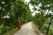 A woman in traditional sari walks in the indian Sundarbans in rural India, the largest mangroves forest in the world. Pristine rural habitat in the countryside of India
