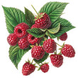 An image featuring vibrant raspberries adorned with lush green leaves set against a transparent background