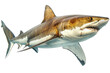  Image of the great white shark, full body, photo realistic. Created with Ai