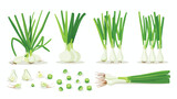 Fototapeta  - Scallion green spring onions. Fresh sibies stems