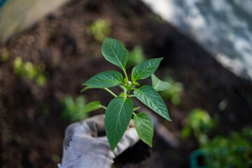 Wall Mural - green organic pepper seedlings ready for planting