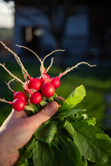 Wall Mural - organic red radishes freshly collected from garden