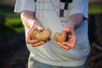 Wall Mural - farmer holding heart shaped potatoes ready for planting organic gardening