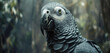 A close-up of a majestic African grey parrot with its intelligent eyes and colorful plumage.