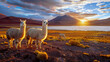 White alpacas on Laguna Colorada in Altiplano Bolivia.