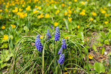 Blue Muscari Flowers Close-up Group Of Grape Hyacinths Muscari Armeniacum