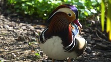 Close Up Of Mandarin Duck Standing Beside A Pond On A Sunny Day