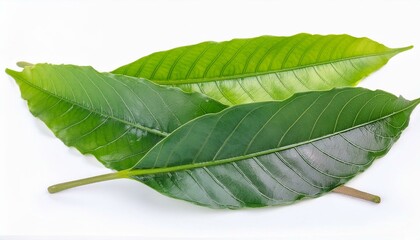 leaf isolated on white