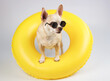 brown short hair chihuahua dog wearing sunglasses, standing in yellow swimming ring isolated  on white  background, looking sideway at camera.