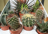 Fototapeta Do pokoju - Cactus plants in pots oudoor