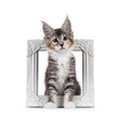 Cute young maine coon cat kitten, sitting through white photo frame. Looking straight to camera with sweet head tilt. isolated on a white background.
