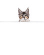 Cute young maine coon cat kitten, sitting bdhind empty copy space advertisement banner. Looking over edge straight to camera. isolated on a white background.