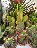 Fototapeta Do pokoju - Cactus plants in pots oudoor