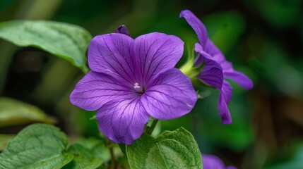 Poster - Purple flowers bloom in lush garden with green leaves