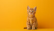A kitten is sitting on a yellow background