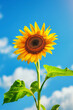 A bright sunflower flower in a field against a bright blue sky.