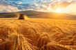 Summer landscape of a field of golden wheat on a bright sunny day with combine harvester on the background.