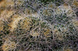 Succulent aloe cactus plant pattern background. Close-up cactus flower shop as floral backdrop. Succulent fluffy circle texture. Arrangement succulent or round hairy cactus ladscape design perspective