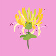 Honeysuckle branch isolated on pink background. Hand drawn summer garden herb illustration