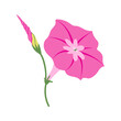Morning glory (Ipomoea) pink flower isolated on white background. Hand drawn vector garden plant illustrations