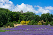 lavender festival in Pannonhalma Hungary next to the abbey beautiful nature