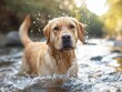 A dog is splashing in a river. The dog is brown and has a wet coat. The water is clear and calm