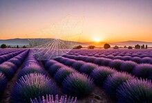 A Highly Realistic 8k Sunrise Over A Lavender Fiel (5)