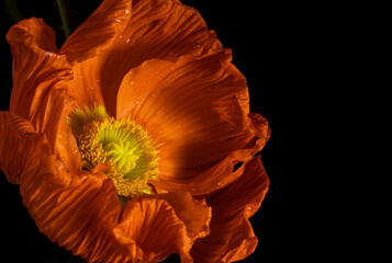 Wall Mural - macro orange poppy on a black background. Low key photo. Extreme flower close-up. color bloom